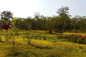 dandeli-chalat-19.jpg