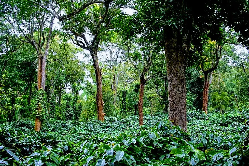 akki-homestay-49_1.jpg