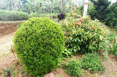 kalpataru-17.jpg