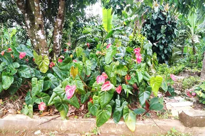 kalpataru-12.jpg