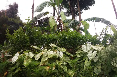 kalpataru-18.jpg