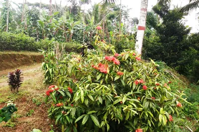 kalpataru-6.jpg