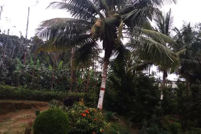 kalpataru-19.jpg