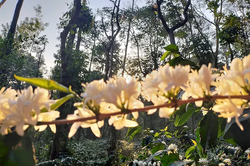 karemane-homestay-chikmagalur-homestay-advisor-15.jpg