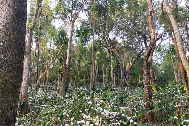 karemane-homestay-chikmagalur-homestay-advisor-16.jpg