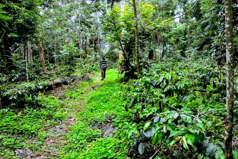 lime-light-chikmagalur-14.jpg