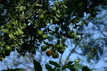 lalithadri-homestay-10.jpg