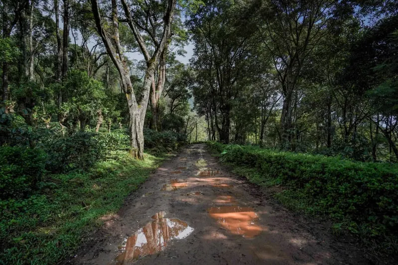 upside-avenue-chikmagalur-homestay-advisor-23.jpg