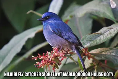 marlborough-12_1.jpg