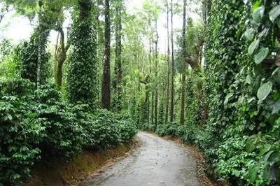 oak-7.jpg