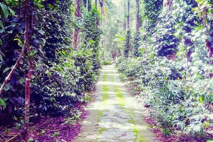 sachin-home-madikeri-homestay-advisor-budget-2.jpg