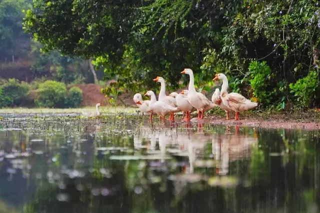 enchanted-homestay-advisor-jog-falls-shimoga-4_orig.jpeg
