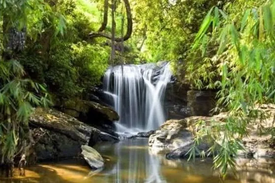 gowdahalli-forest-3-4.jpg