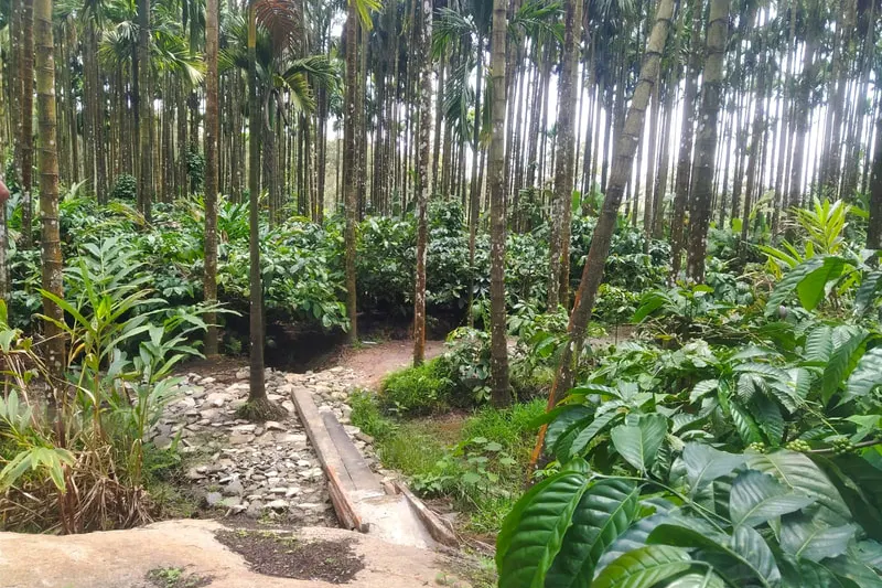 water-view-homestay-homestay-advisor-chikmagalur-19_1.jpg