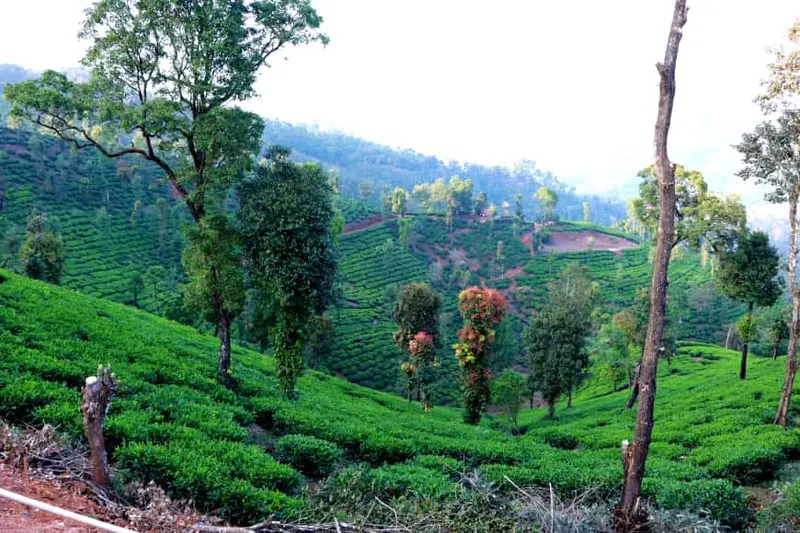 remote-forest-cottage-kudremukha-6.jpg