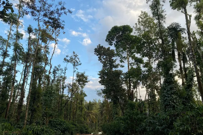 spot-homestay-ha-sakleshpura-24_orig.jpeg