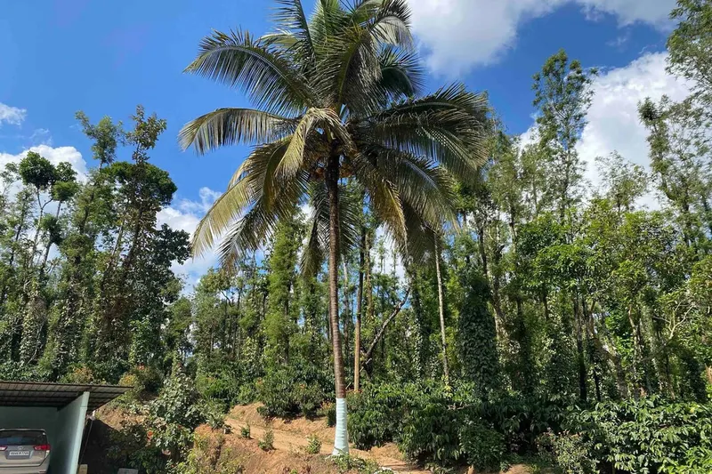 spot-homestay-ha-sakleshpura-21_orig.jpeg