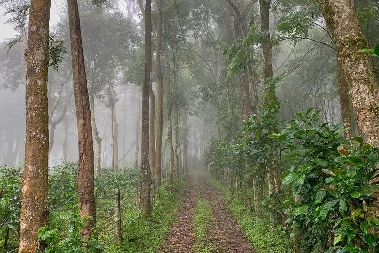 achala-homestay-new-8_orig.jpeg