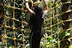monsoon-grove-1_1_orig.jpg