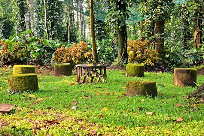 monsoon-grove-23_1_orig.webp
