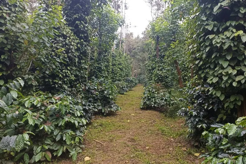 coffee-country-homestay-advisor-chikmagalur-1_orig.jpeg