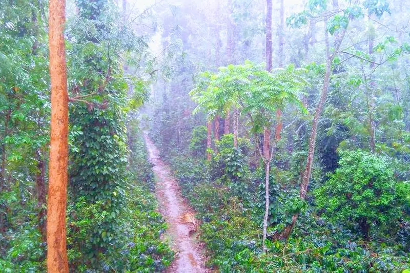 coffee-plantation-16_orig.jpg
