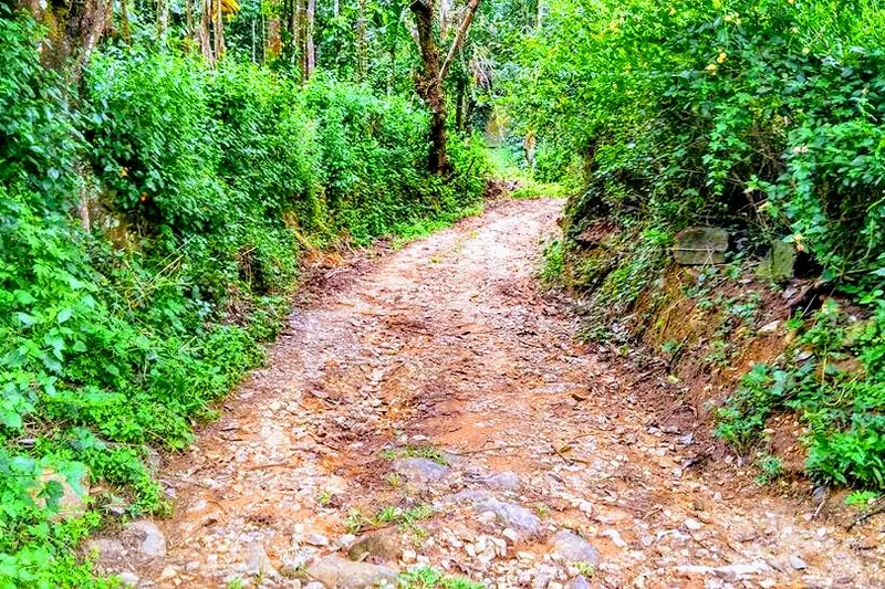 coffee-plantation-9_orig.jpg