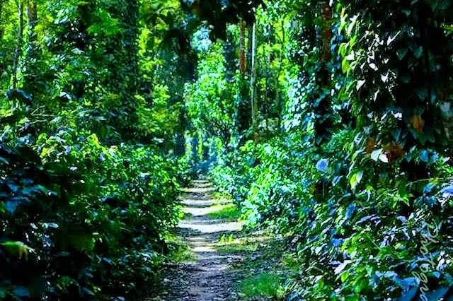 coffee-plantation-23_orig.jpg